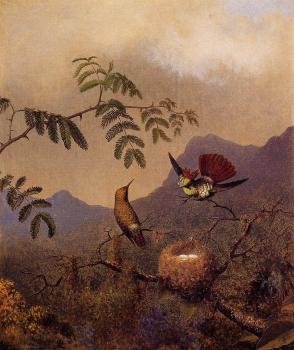 馬丁 約翰遜 赫德 Frilled Coquette 馬丁 約翰遜 赫德 Frilled Coquette